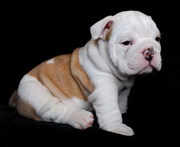 english bull dog puppies