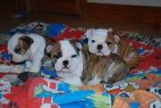 WOW!!! Healthy English Bulldog Puppies