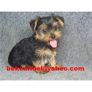 FREE YORKSHIRE TERRIER ON ADOPTION