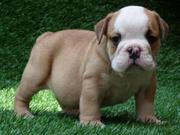 TWO ENGLISH BULLDOG PUPPIES AVAILABLE