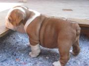 Three Cute English Bulldog Puppies for  Adoption