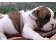 CUTE AND  R ADOPTIONLOVELY BULLDOG PUPPIES READY F