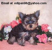 Cuttest Female Yorkie Puppy For Adoption.