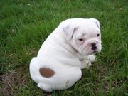 100% AFFECTIONATE ENGLISH BULLDOG PUPPIES(Godmercy2010@yahoo.com)