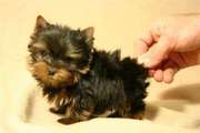 Cute Yorkie Puppies