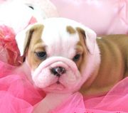 Healthy English Bulldog Puppies Available for ADOPTION