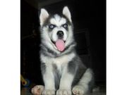  X Mass AKC Eye Siberian Husky puppies 