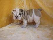 english bulldog puppies, for adoption