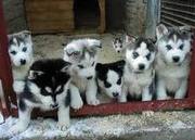 Adorable Husky puppies