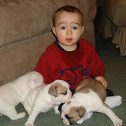 Charming English Bulldog Puppies Available...