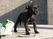 STAFFORDSHIRE BULL TERRIER - PUPIES