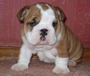 AKC English Bulldog Puppies For Free Adoption