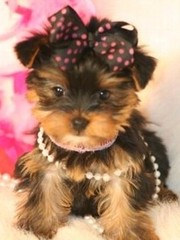 Amazing Female Yorkie For Adoption