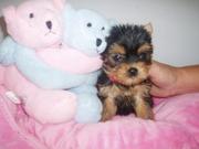 Loving Female Yorkie Puppy for Adoption