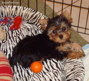 Yorkie puppy ready for adoption