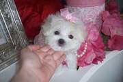 Beautiful little Maltese puppies for adoption