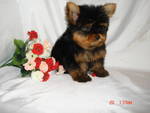 MALE & FEMALE TEACUP YORKIES 12 WKS SUPER CUTE