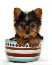 Tea Cup Yorkie Puppies For Free Adoption