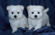 MALTESE PUPPIES