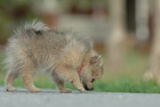 Gorgeous Tiny tea cup Pomeranian  puppies for adoption