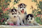 SIBERIAN HUSKY PUPPIES 9 WEEKS OLD.