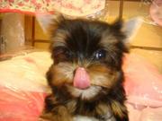 Adorable yorkie for adoption