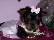 Amazing Yorkie puppies for adoption