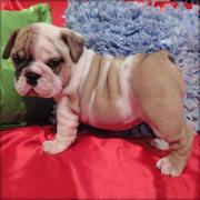 Amazing English Bulldog Puppies For Free Adoption