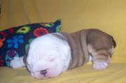 Fitness - Miniature English Bulldog puppy for sale