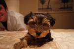 YORKIE PUPPIES FOR ADOPTION CHRISTMAS 