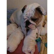 Healthy English Bulldog Puppies for sale