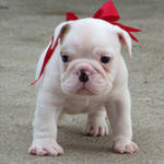 home trained English bulldog puppies