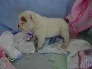 Healthy Female English Bulldog Puppy For Adoption