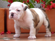 Adorable English bulldog puppies