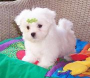 Maltese Puppy For You