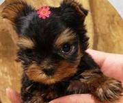  Yorkie Puppies Free Adoption.