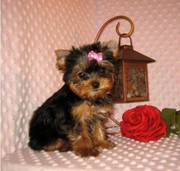 yorkie puppy for adoption