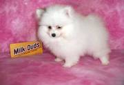 Pomeranian puppies for adoption