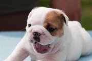 Christmas English Bulldog  Pups for you