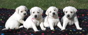 WHITE ENGLISH LABRADOR PUPPIES FOR SALE