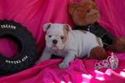 English bulldog puppy