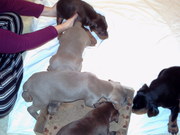 DOBERMAN PUPPIES FOR SALE 350 