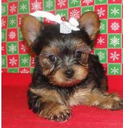 Kc registered Tea Cup Yorkshire Terrier  