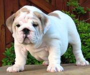 Cute english bulldog puppies for new home