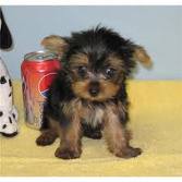 Lovely Yorkie Puppies For Free Adoption