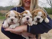    CUTE and Adorable CHRISTMAS English Bulldog Puppies For Adoption   