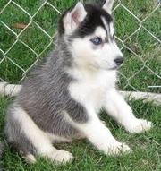 siberian husky