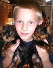 2 Yorkie Puppies For Free Adoption.