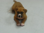 Boxer Bulldog Male For Sale