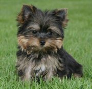 Beautiful X-Mass Teacup Yorkie Puppies For Adoption